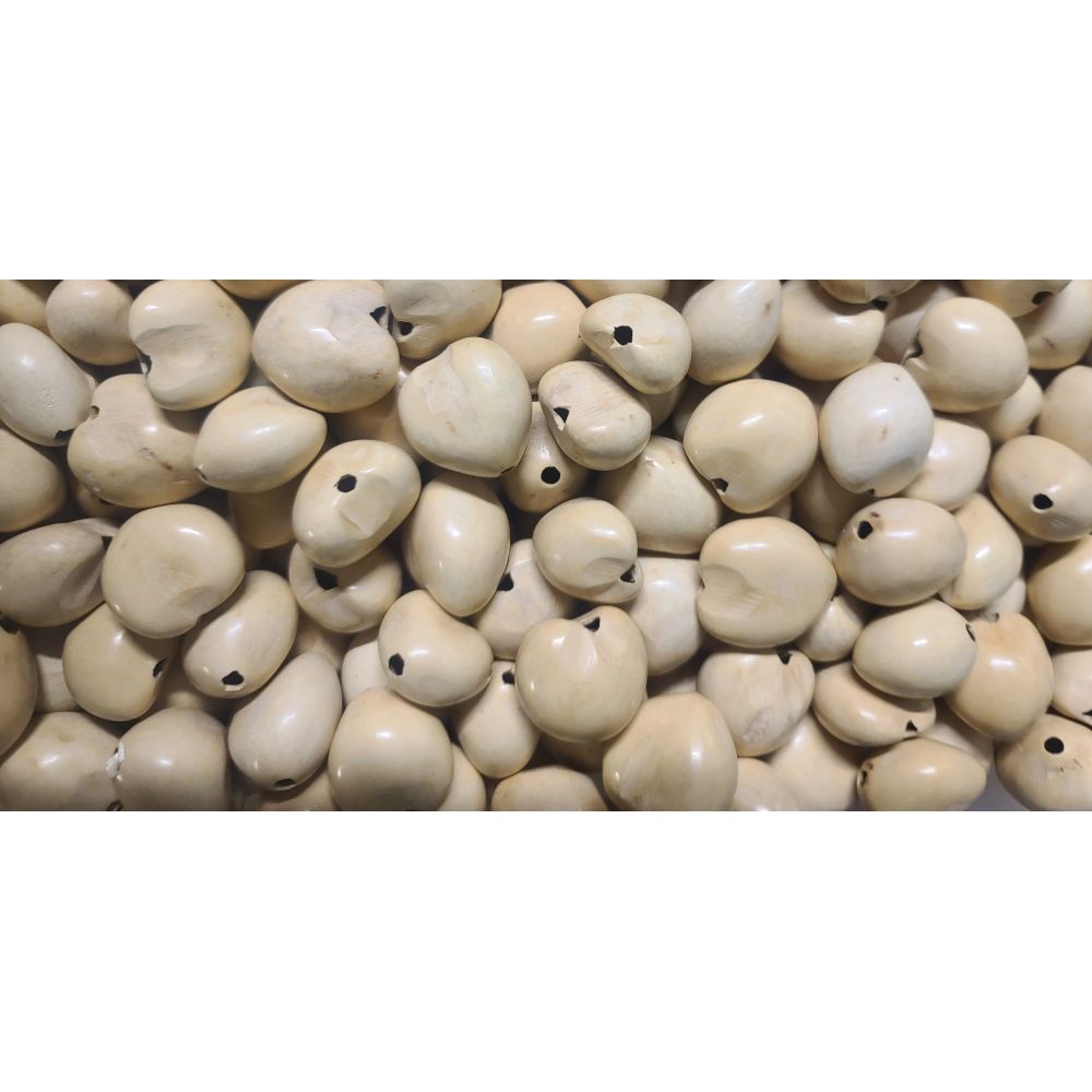 32 Pcs NATURAL-BEIGE Loose Real Kukui Nuts 