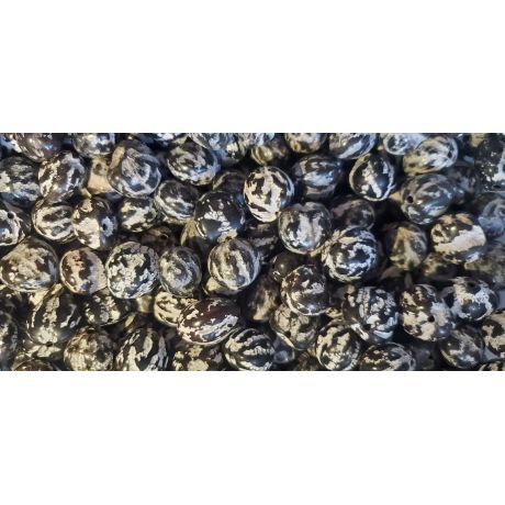 32 Pcs BROWN Loose Real Kukui Nuts